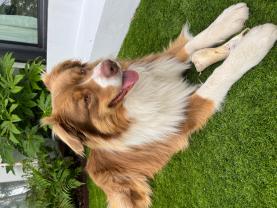 Service : chien Service : chien