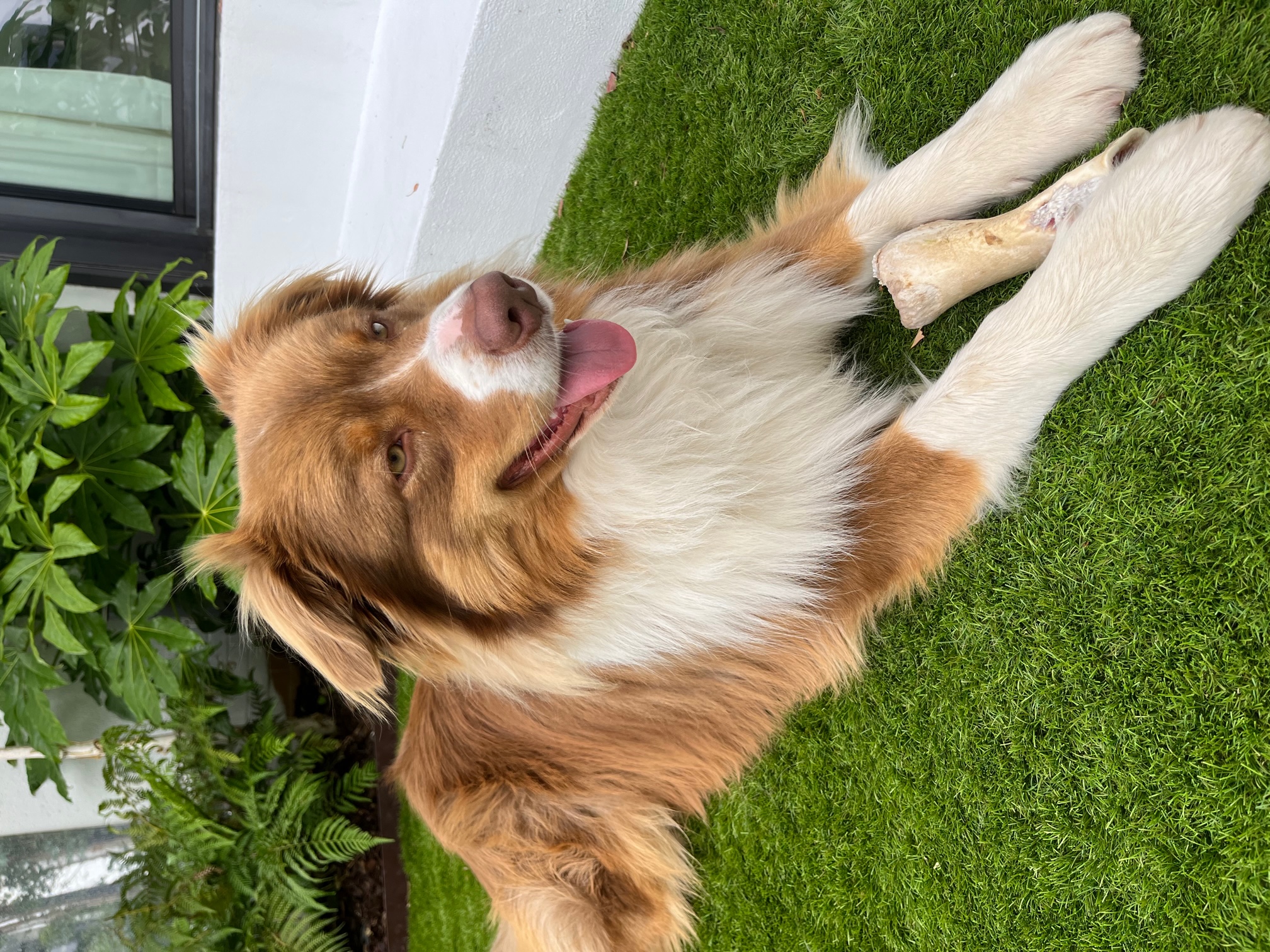 Service chien 92 entre particuliers
