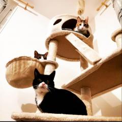 Demander ce catsitter