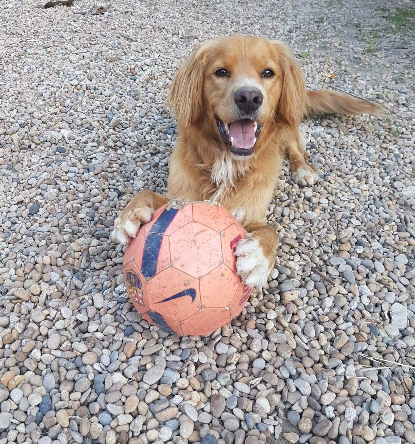 Service chien 13 entre particuliers