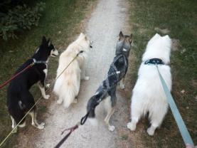 Service : garde animaux Service : garde animaux