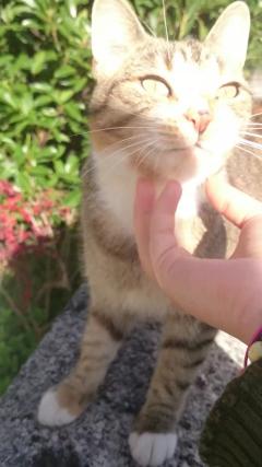 Demander ce catsitter