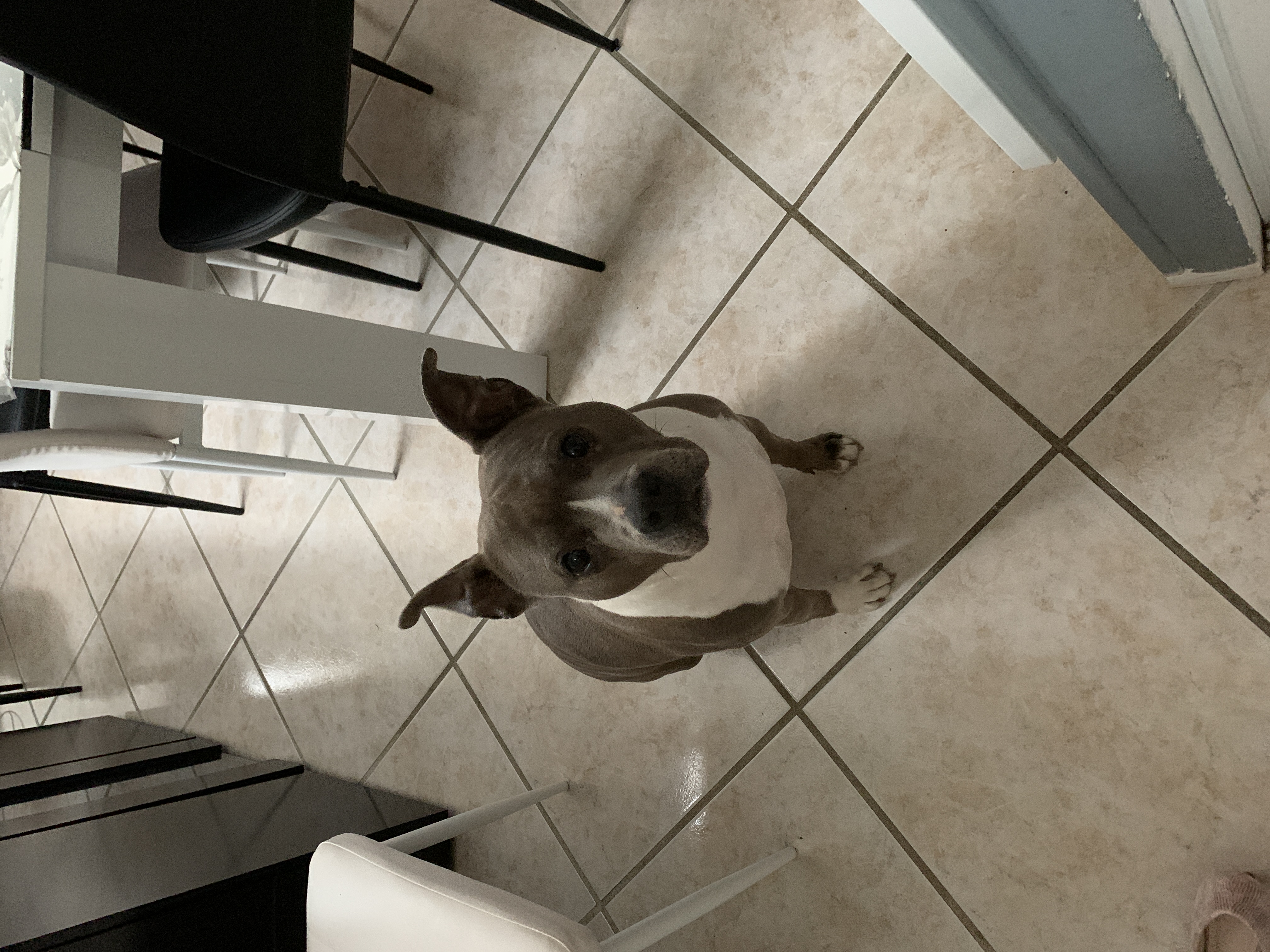 Service chien 60 entre particuliers