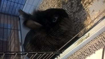 Service : garde lapin Service : garde lapin