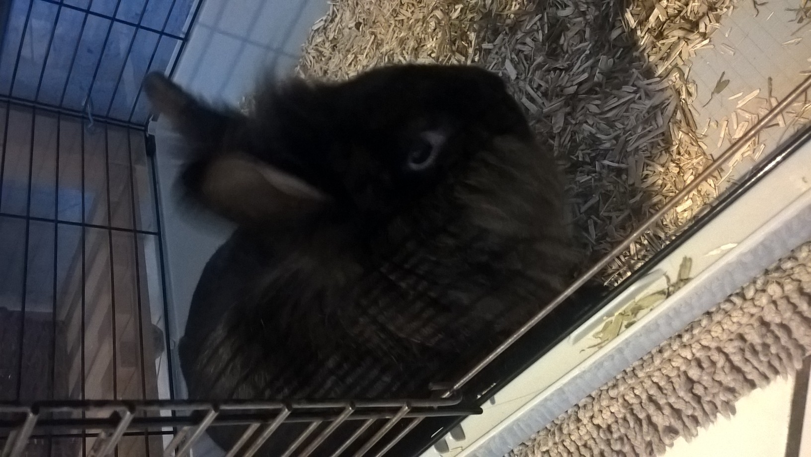 Service garde lapin 91 entre particuliers