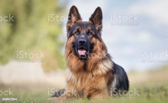 Service : garde animaux Service : garde animaux