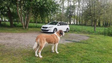 Service : chien Service : chien