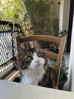 Demander ce catsitter