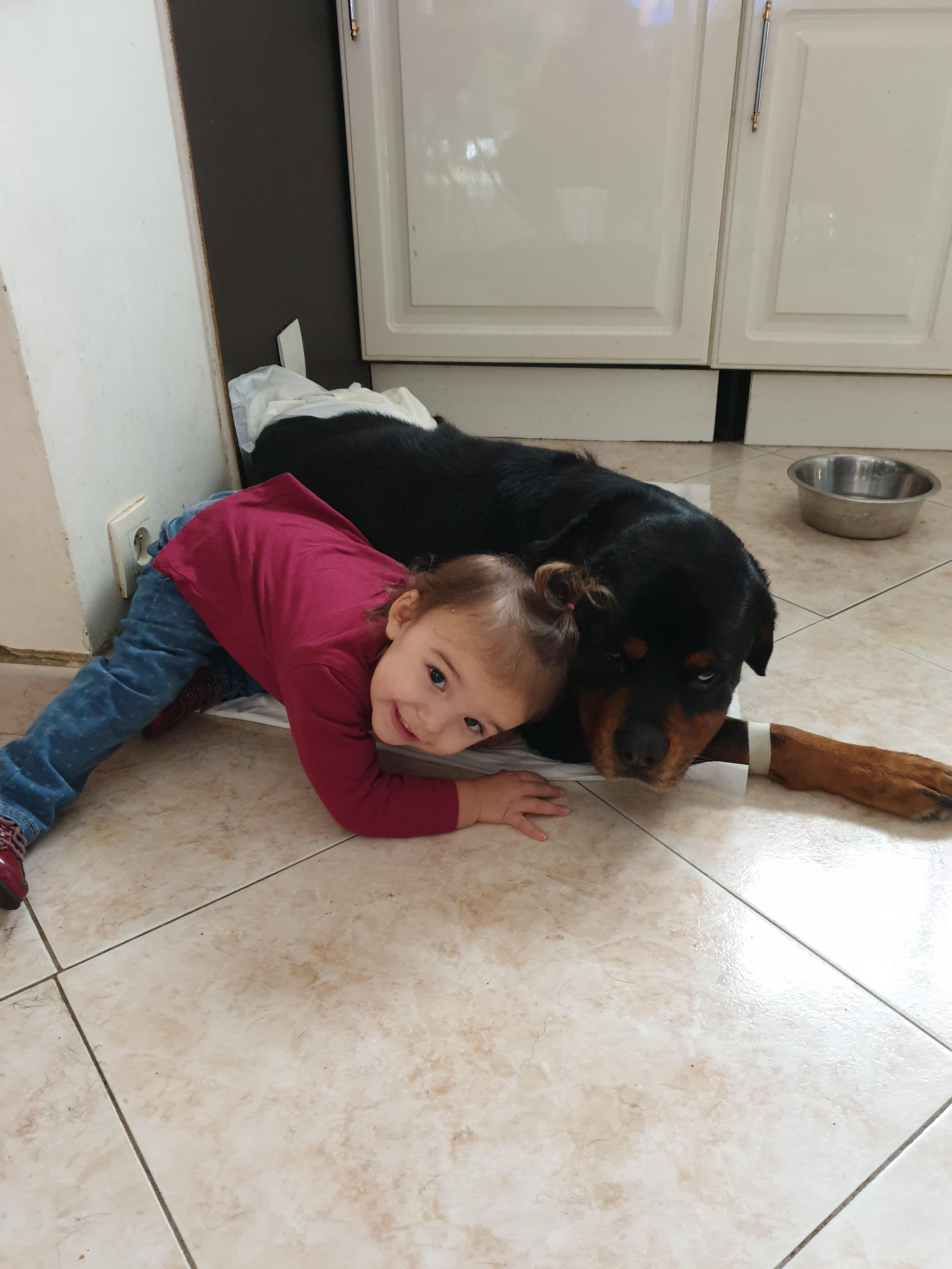 Service chien 77 entre particuliers