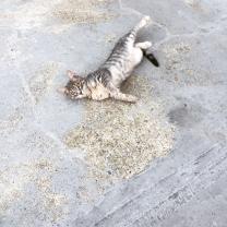 Demander ce catsitter