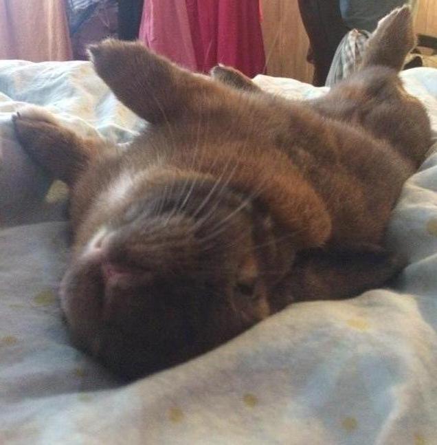 Service garde lapin 37 entre particuliers