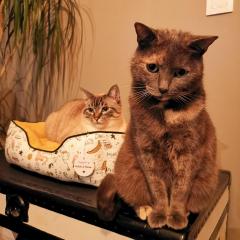 Service : chat Service : chat