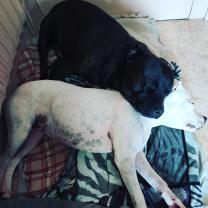 Demander ce petsitter