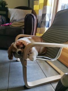 Service : chien Service : chien