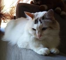 Demander ce catsitter