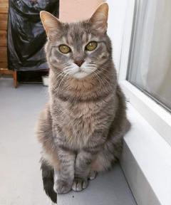 Demander ce catsitter