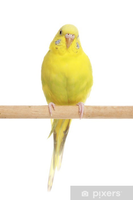 Service garde animaux 75 entre particuliers
