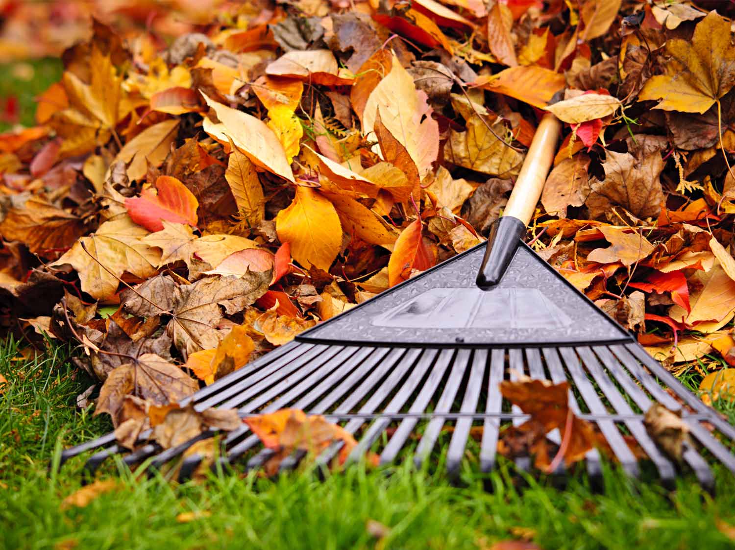 Service entretien jardin 35 entre particuliers