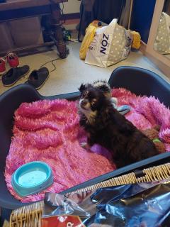 Service : garde animaux Service : garde animaux