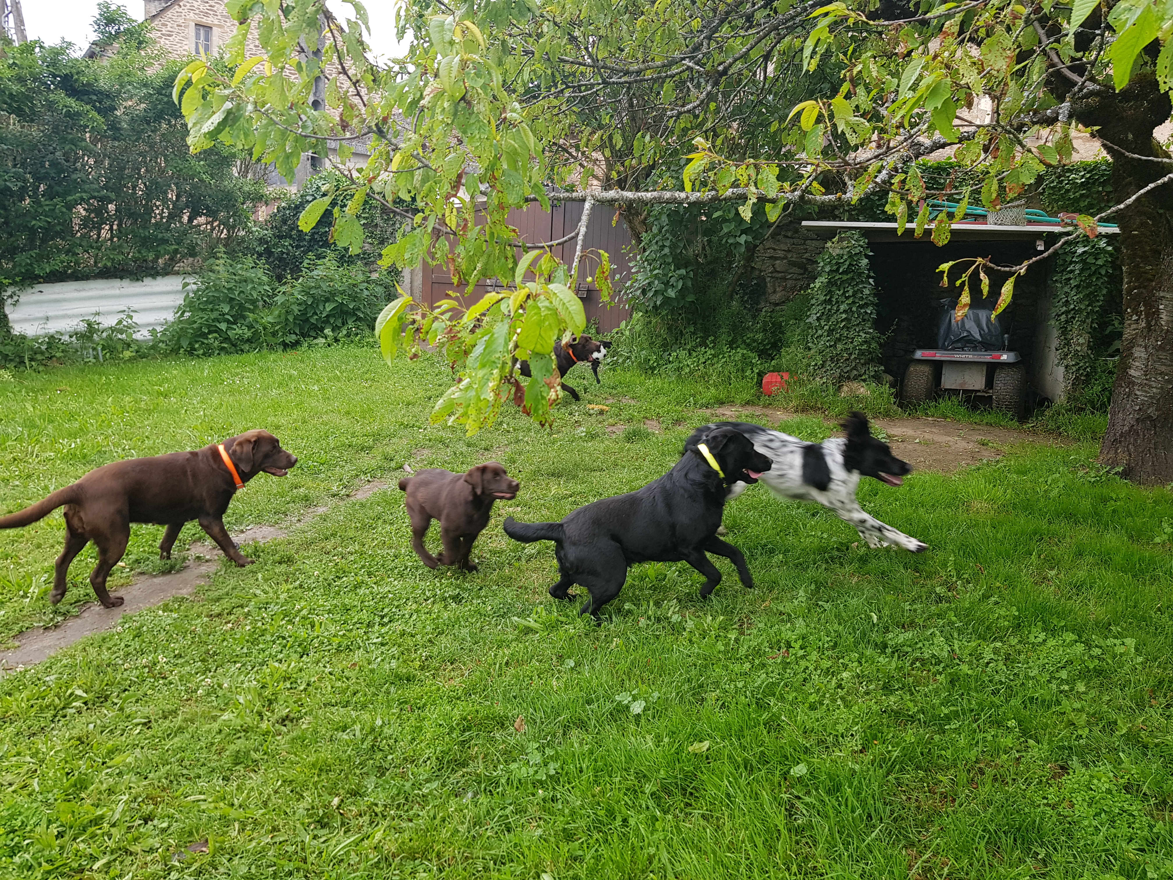 Service chien 12 entre particuliers