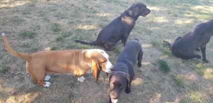 Service : chien Service : chien