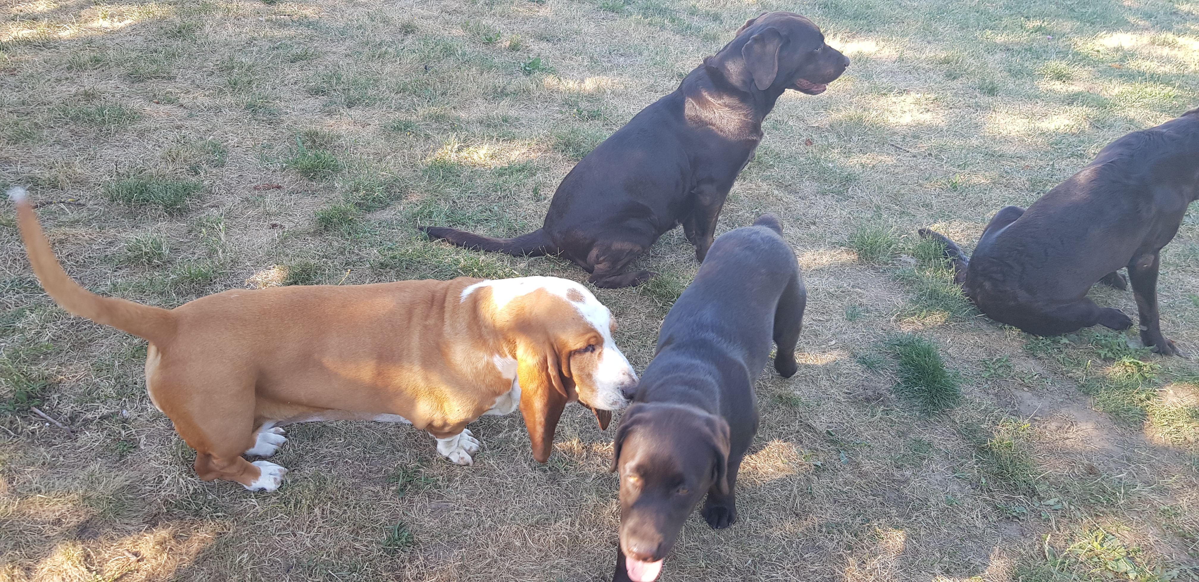 Service chien 12 entre particuliers
