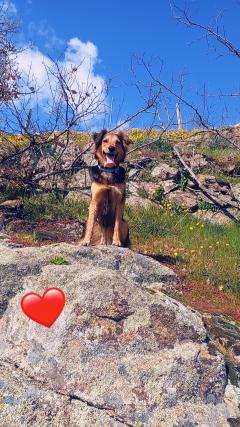 Demander ce petsitter