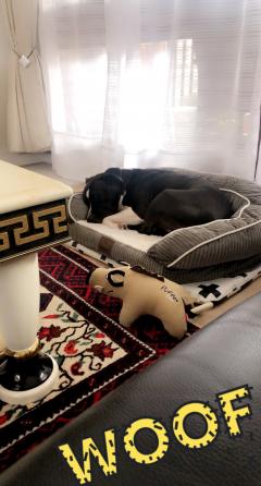 Service : chien Service : chien