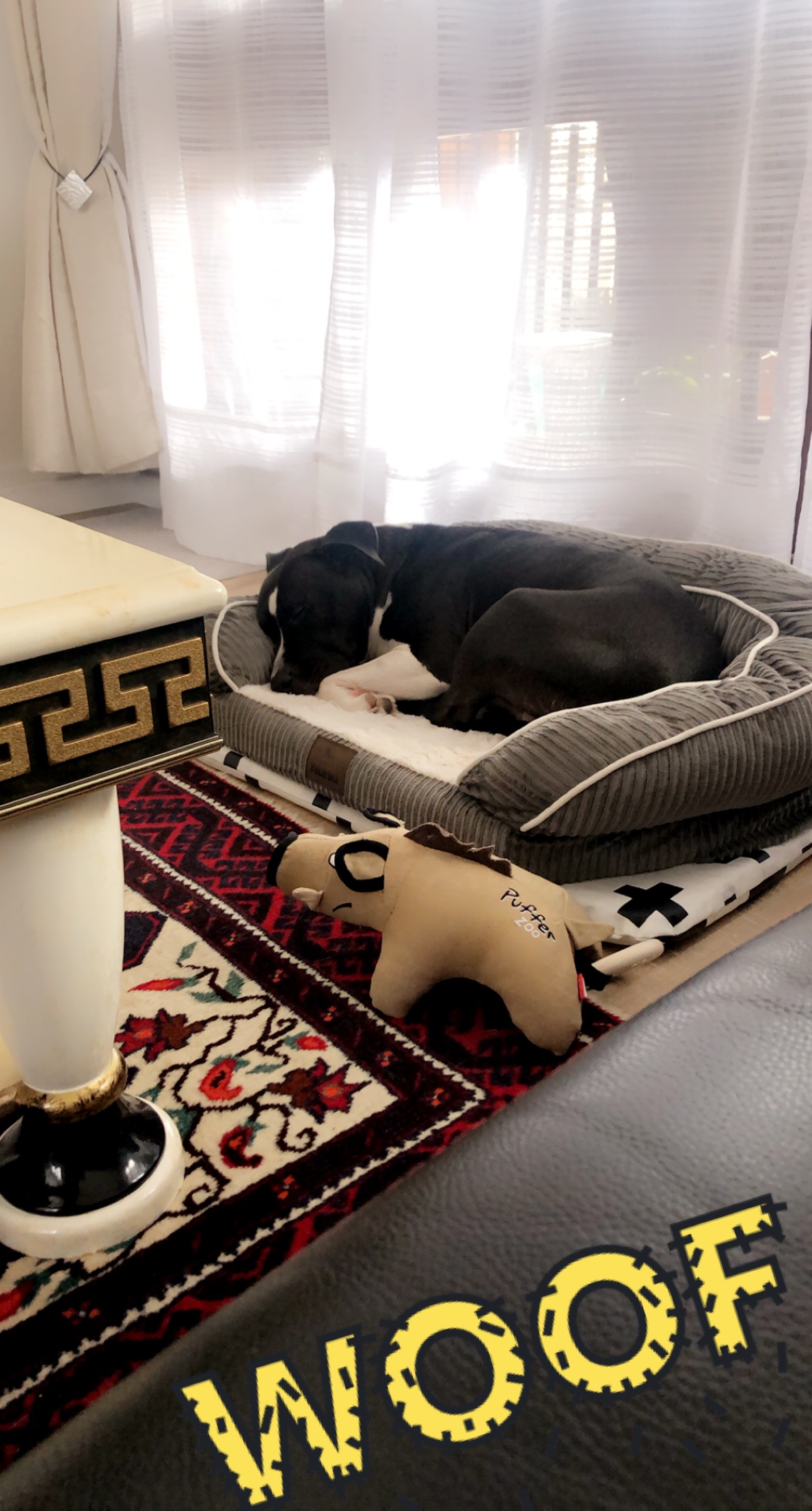 Service chien 78 entre particuliers