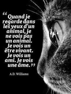 Service : chien Service : chien