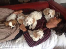 Service : garde animaux Service : garde animaux