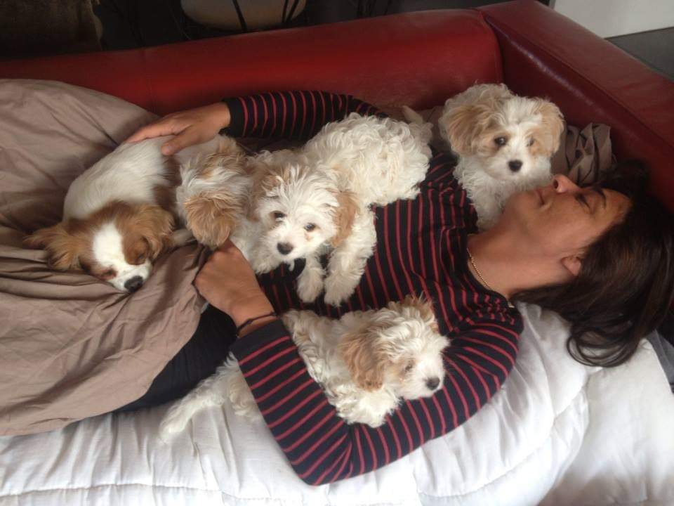 Service garde animaux 20 entre particuliers
