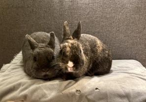 Service : garde lapin Service : garde lapin