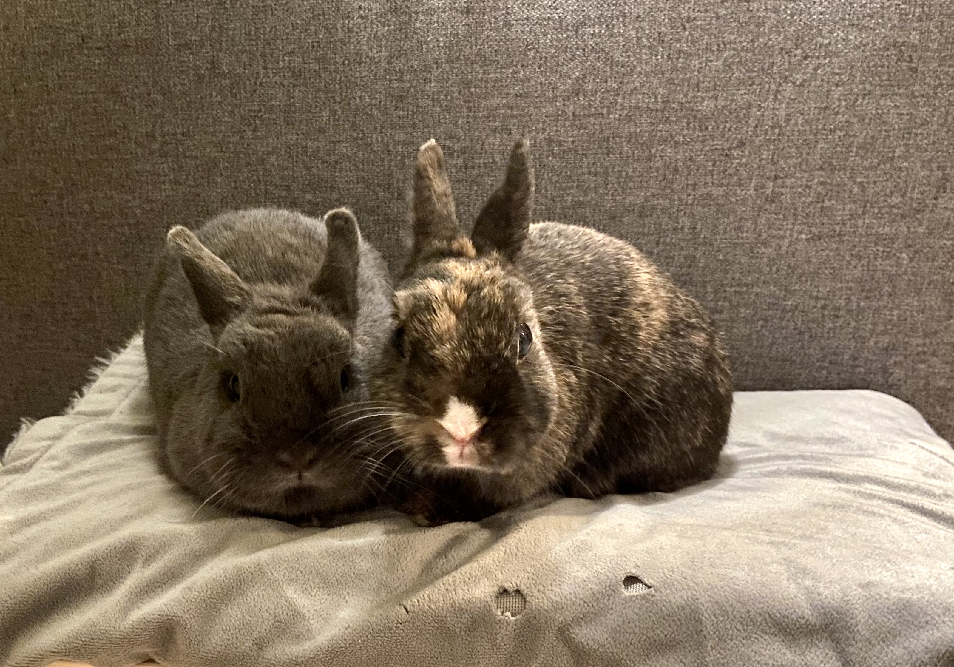 Service garde lapin 78 entre particuliers