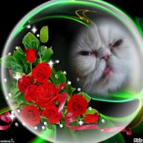 Service : chat Service : chat