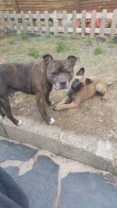 Service : garde animaux Service : garde animaux