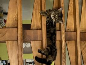 Service : garde animaux Service : garde animaux