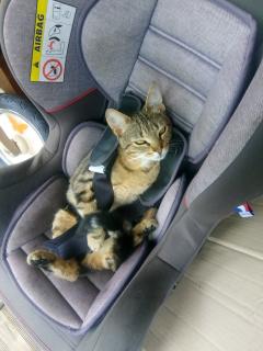 Demander ce catsitter