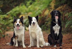 Service : chien Service : chien