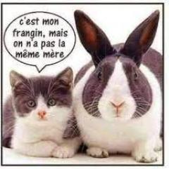 Demander ce catsitter