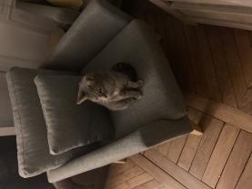 Demander ce catsitter