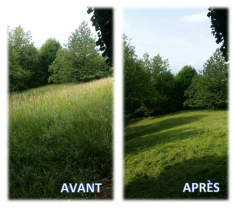 Service : debroussaillage Service : debroussaillage