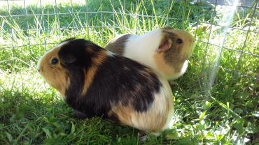 Demander une garde