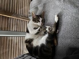 Service : garde animaux Service : garde animaux