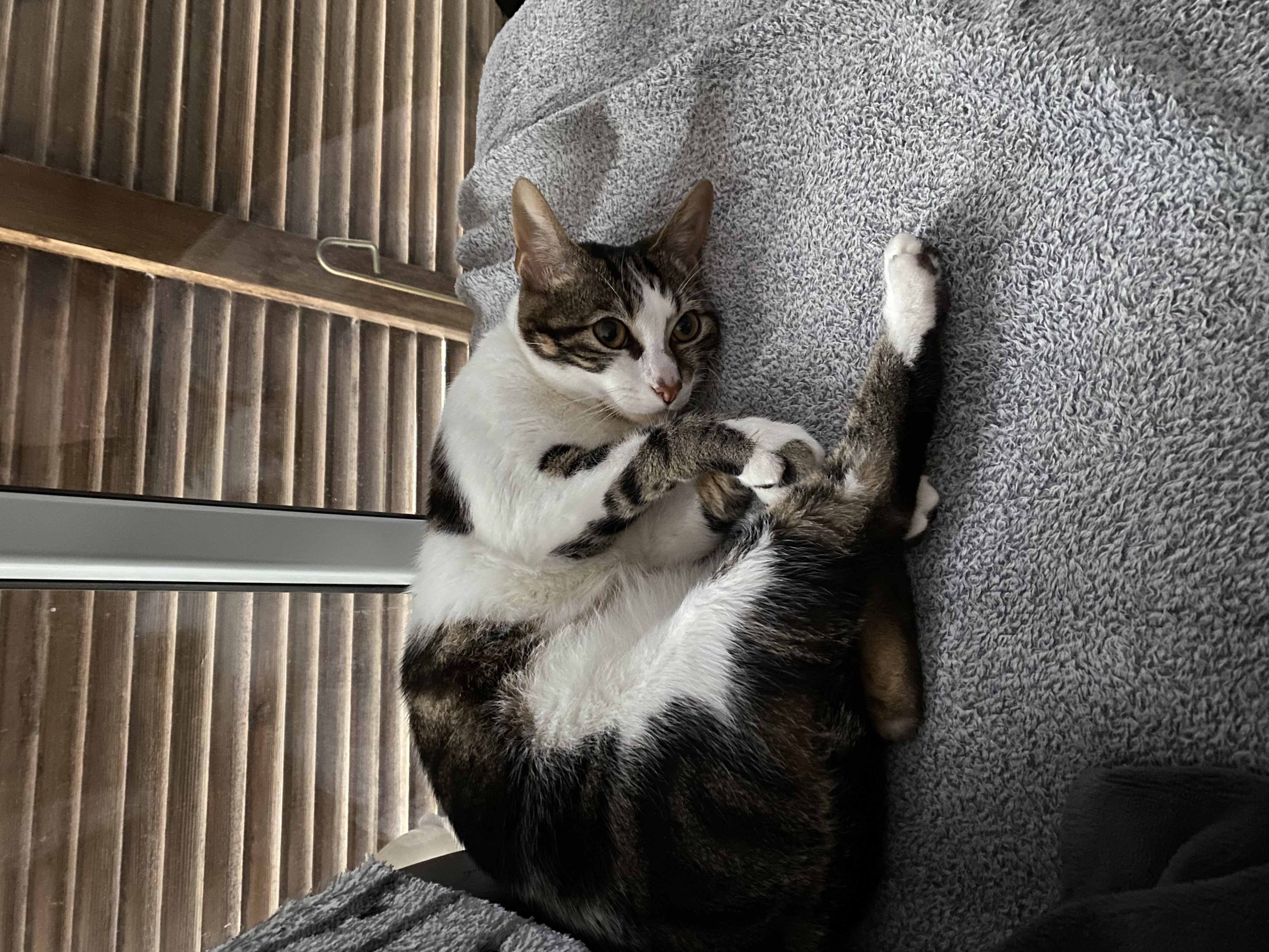 Service garde animaux 33 entre particuliers