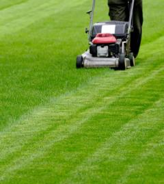 Service : tonte de pelouse Service : tonte de pelouse