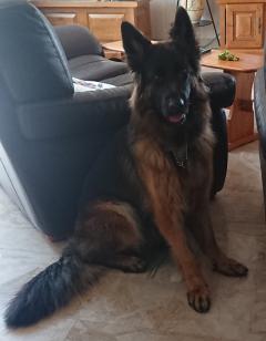 Service : garde animaux Service : garde animaux