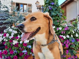 Service : chien Service : chien