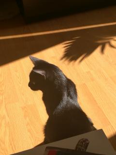 Service : chat Service : chat