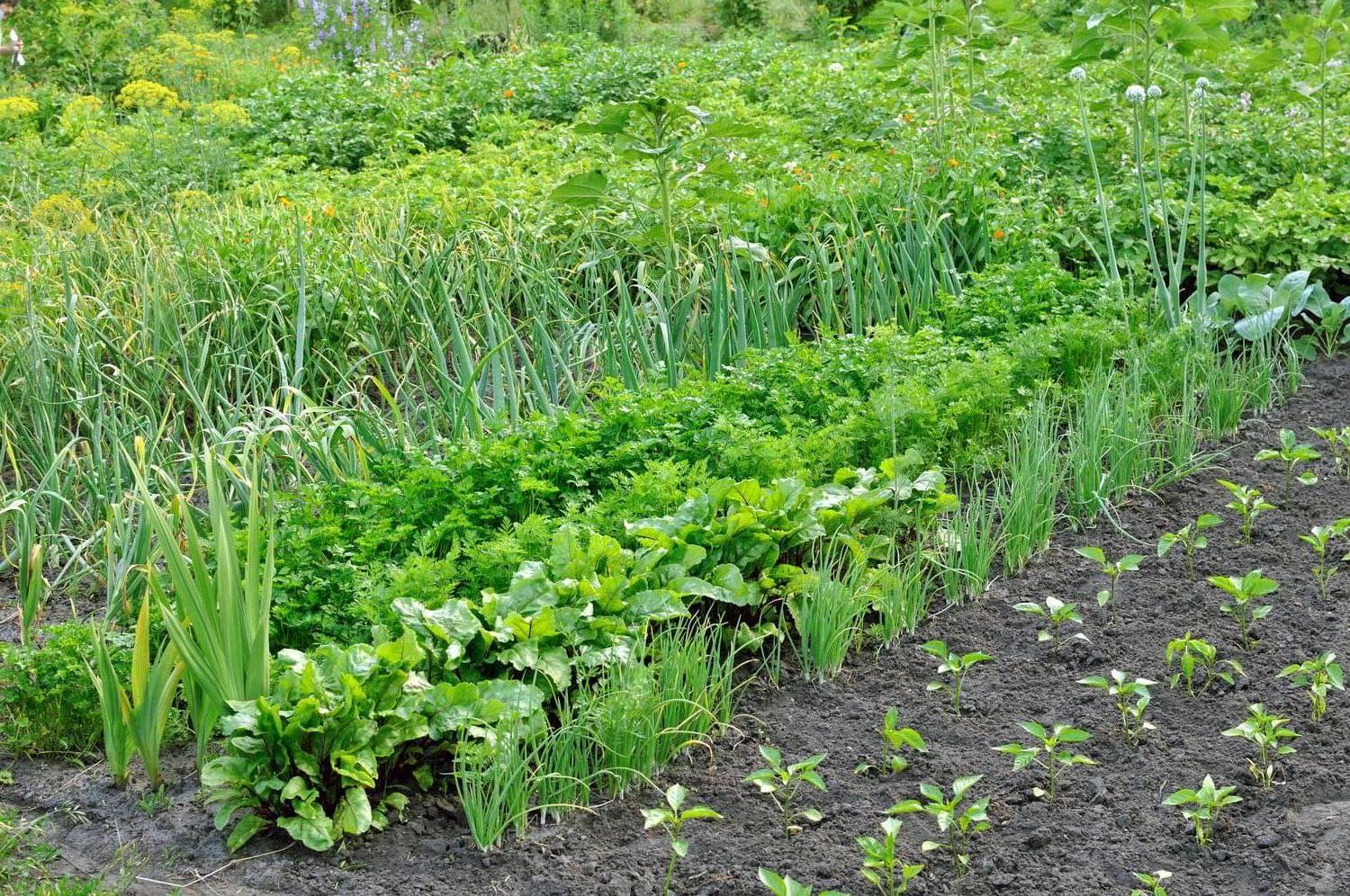 Location jardin potager 29 entre particuliers